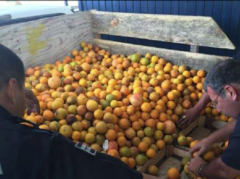Los paquetes de droga estaban escondidos entre naranjas a granel.