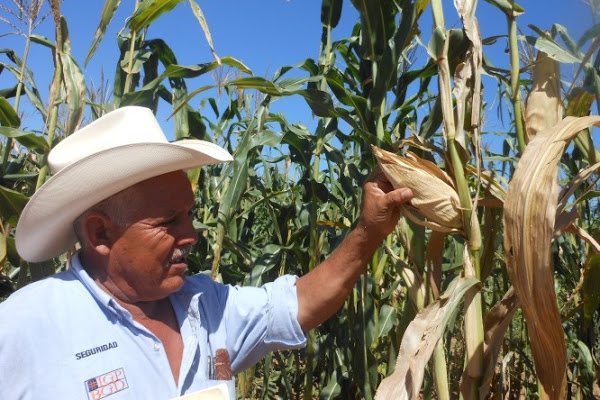 Maíces criollos