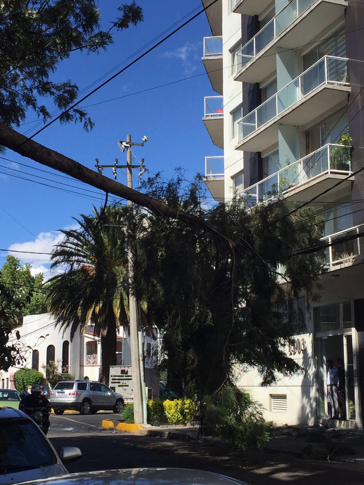 Debido al viento, un árbol cayó en la colonia Narvarte.