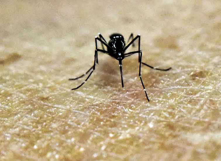 El mosco transmisor del virus.