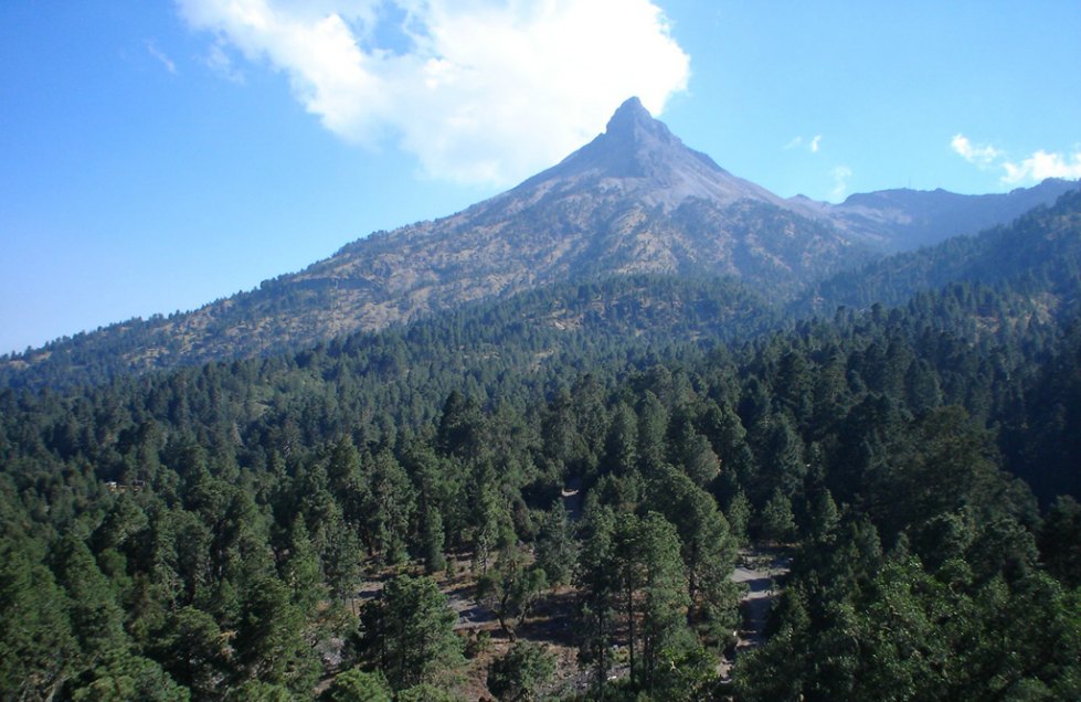 Esta especie habita los bosques templados del Nevado de Colima