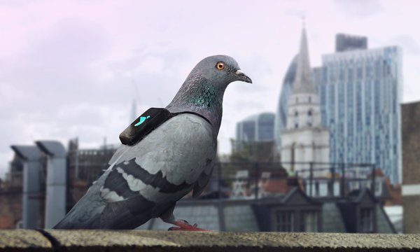 Las palomas de la "Pigeon Air Patrol" están equipadas con GPS y detectores de ozono, dióxido de nitrógeno y compuestos orgánicos volátiles.