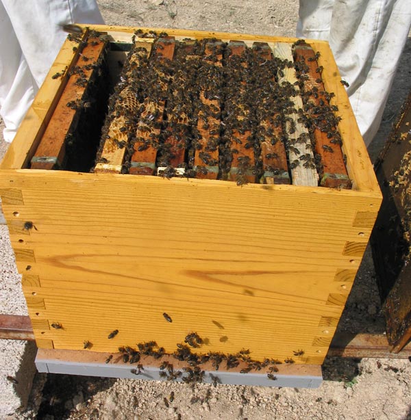En La Laguna se detectó la presencia de la Mosca Zombie como posible factor de muerte en abejas.