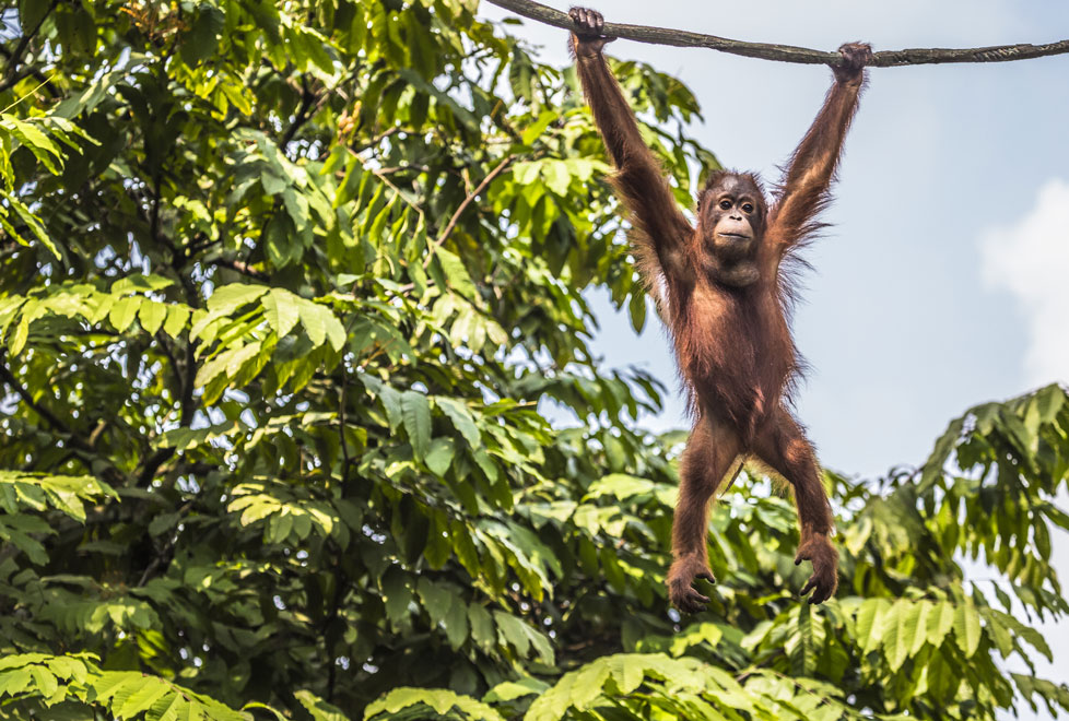 La isla de Borneo es donde vive este simio con mayor riesgo de extinción en el mundo, es también una de las últimas zonas selváticas vírgenes de Indon