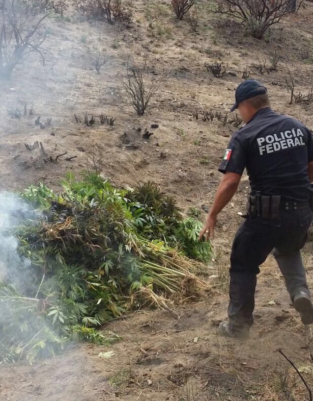 También detectaron junto a estos plantíos otros cuatro sembradíos con mariguana, los cuales estaban sembrados bajo una cubierta extendida, elaborada d
