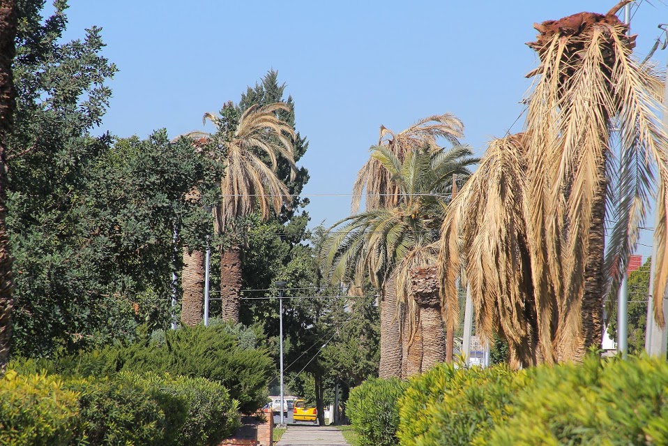 Talarán 300 palmas datileras por plaga- Grupo Milenio