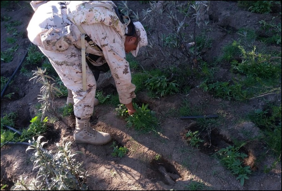 Militares encontraron y destruyeron dos plantíos de mariguana, con una superficie de mil 150 metros cuadrados.
