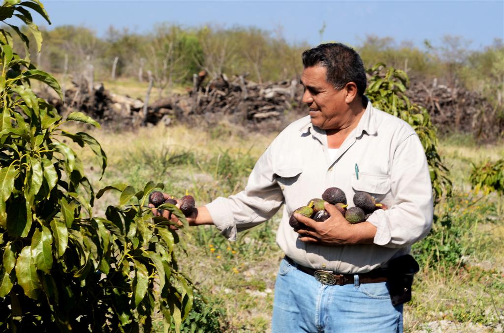 Productor Ignacio Bermúdez Luna, iniciador de proyecto de siembra de aguacate.
