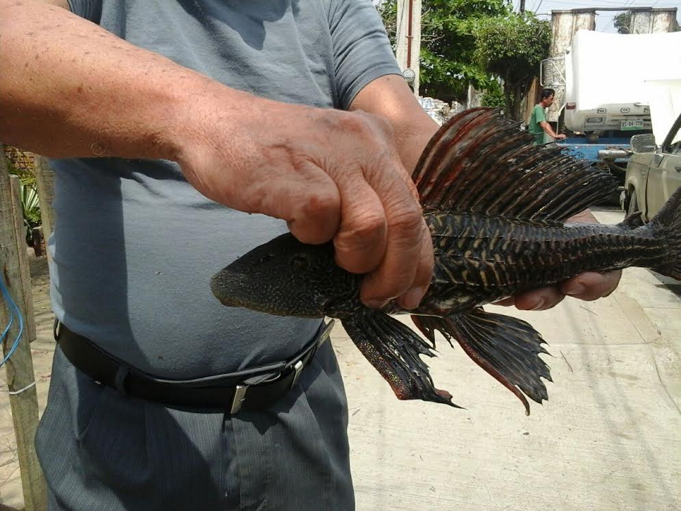 El depredador abunda en vasos lacustres de Veracruz y Tamaulipas.