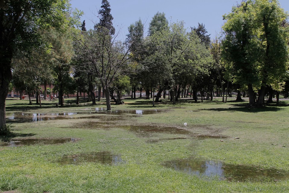 Francisco Valdés Perezgasga, académico, ambientalista y activista dijo que los árboles han perdido terreno por construcciones en el Bosque.