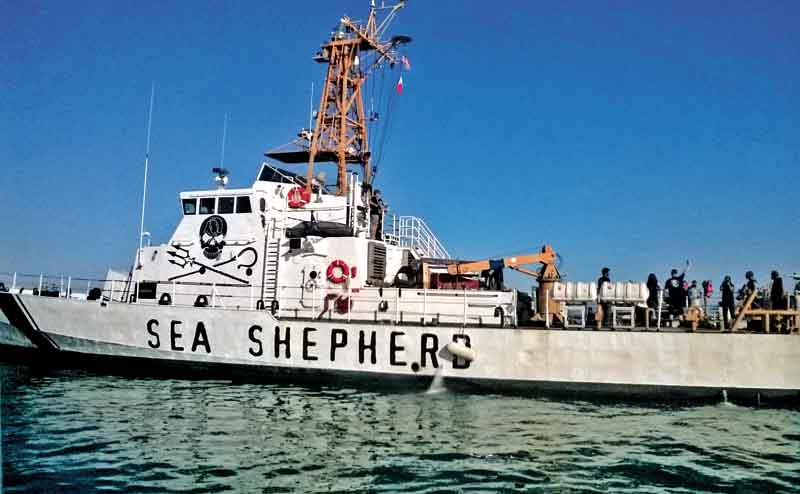 La organización apoya a las autoridades con el barco guardacosta 'Sea Sheperd' y el velero 'Martin Sheen'.