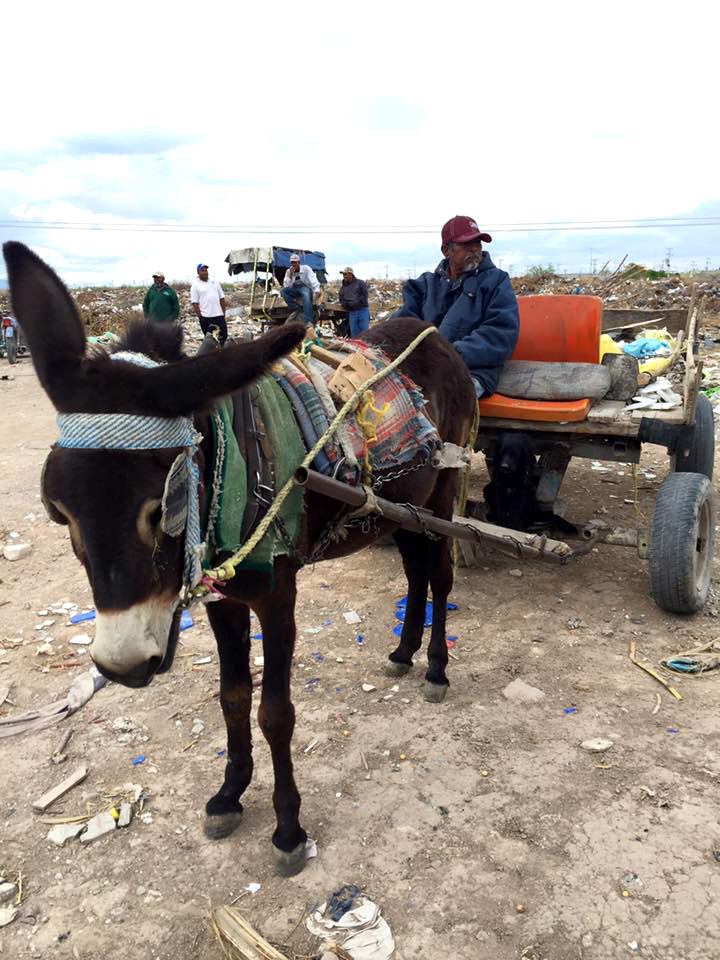 Carromateros de Torreón buscan cambiar el uso de animales para el transporte, por vehículos motorizados.