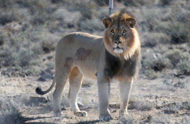 El león Sylvester 
