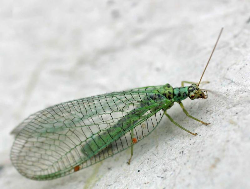 Uno de esos insectos benéficos es la conocida como "crisopa".