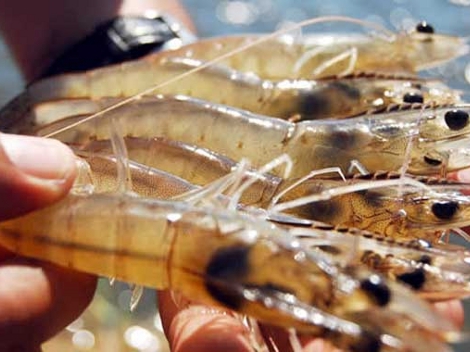 Unas 64 mil toneladas esperan cosechar esta temporada los granjeros de camarón de Sonora.