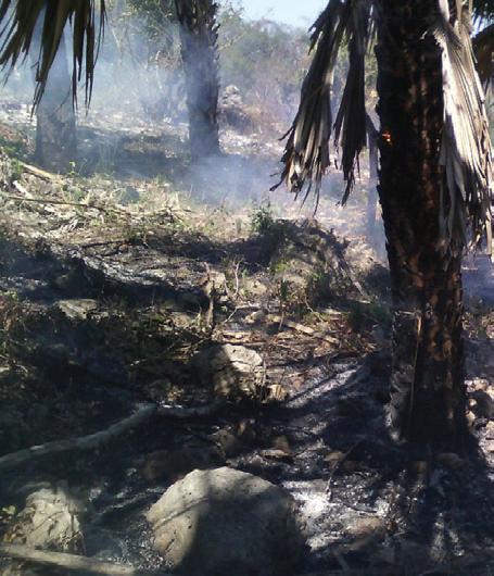Miles de hectáreas se han afectado por el fuego en la Huasteca Potosina.