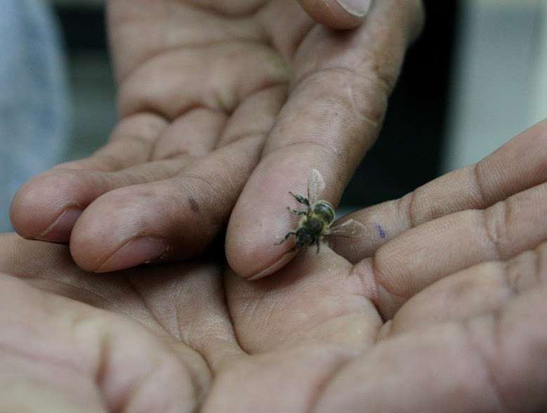 El problema es que de las pocas abejas que quedaron no tienen la fuerza para sobrevivir.