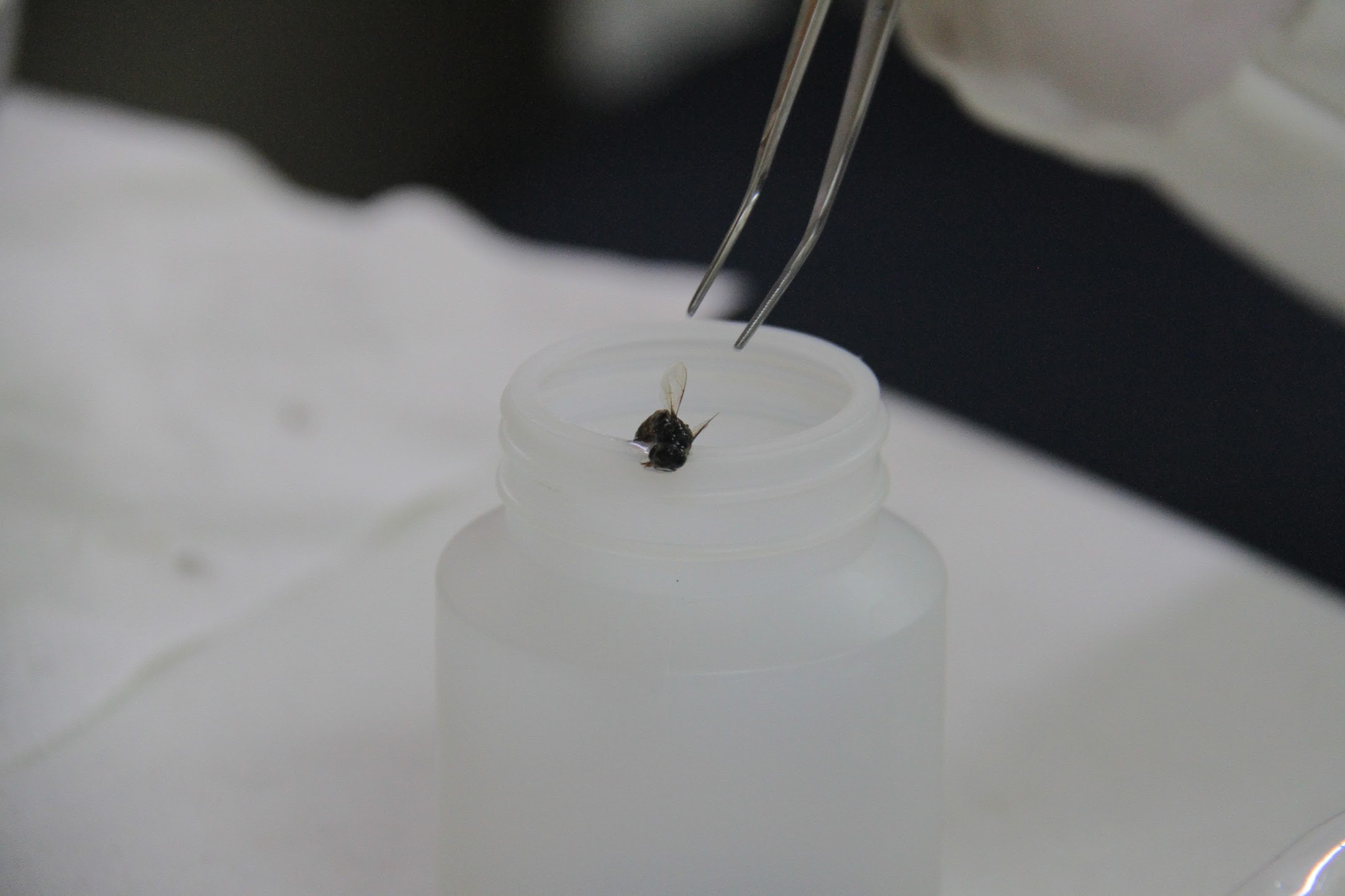 Investigadores de Torreón esperan la respuesta del SENASICA para determinar la causa de muerte de abejas en La Laguna.