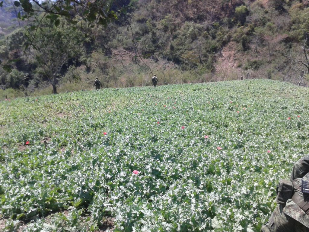 Militares destryeron alrededor de cuatro mil metros cuadrados de plantíos de amapola. 