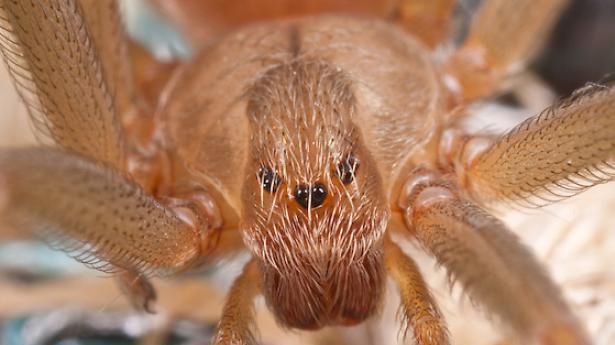 La Jurisdicción Sanitaria Número 6 de Torreón, pidió a la ciudadanía no crear psicosis por la aparición de una araña violinista.