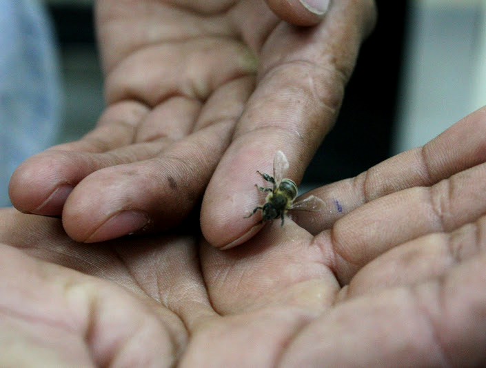 Greenpeace y Federación Mexicana de Apicultores revisarán muerte de abejas laguneras.