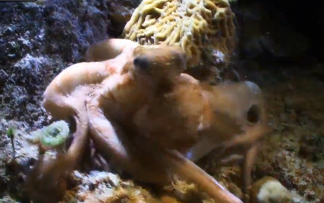 Inky vivía en un estanque con otro pulpo en el acuario en Naiper.