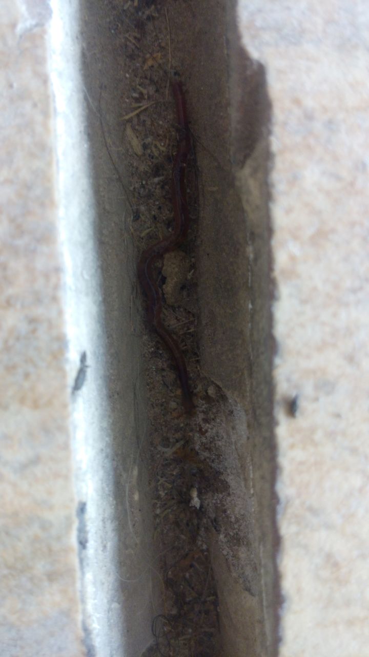 Según especialistas de la Narro, la Lombriz roja californiana es la especie que se encontró en hogares de Gómez Palacio.