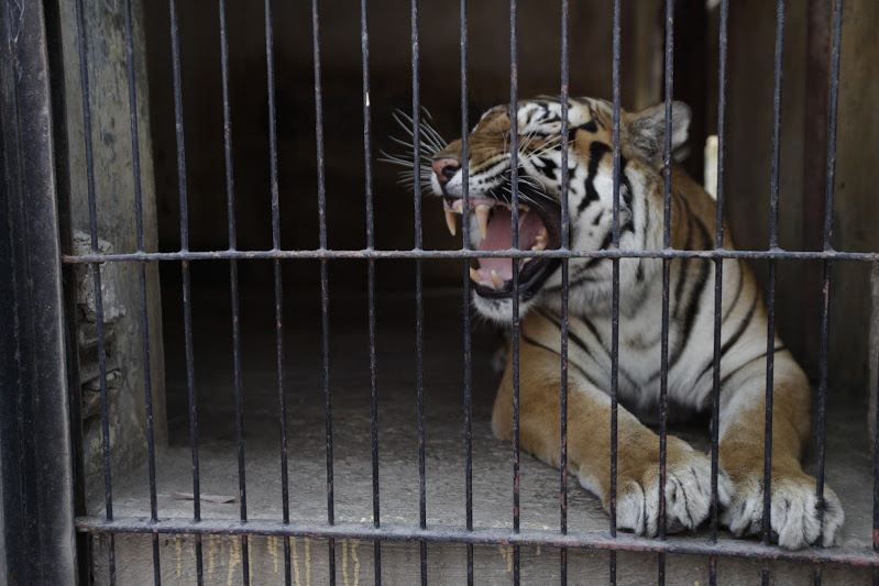 El zoológico Villa Fantasía despidió este lunes a cuatro felinos: un león, una tigresa y una pareja de linces.