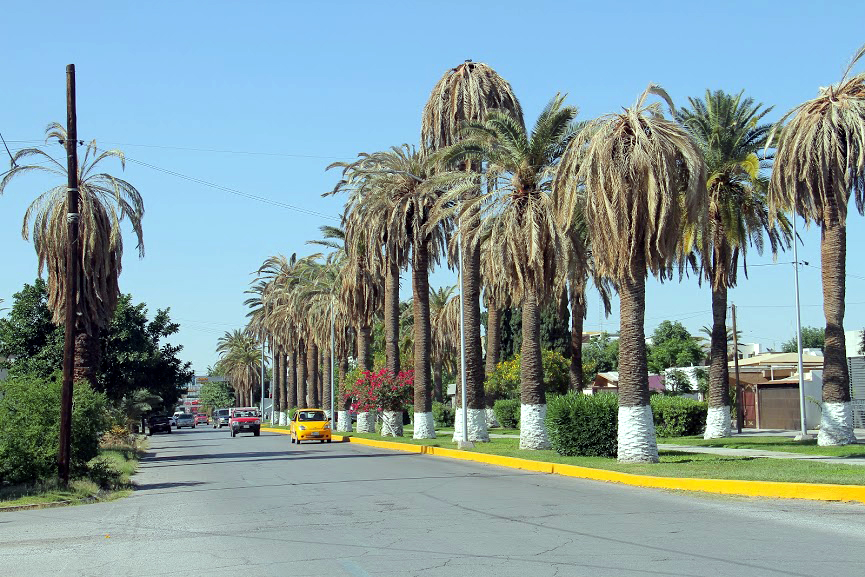 Plaga afecta a palmas de Torreón.