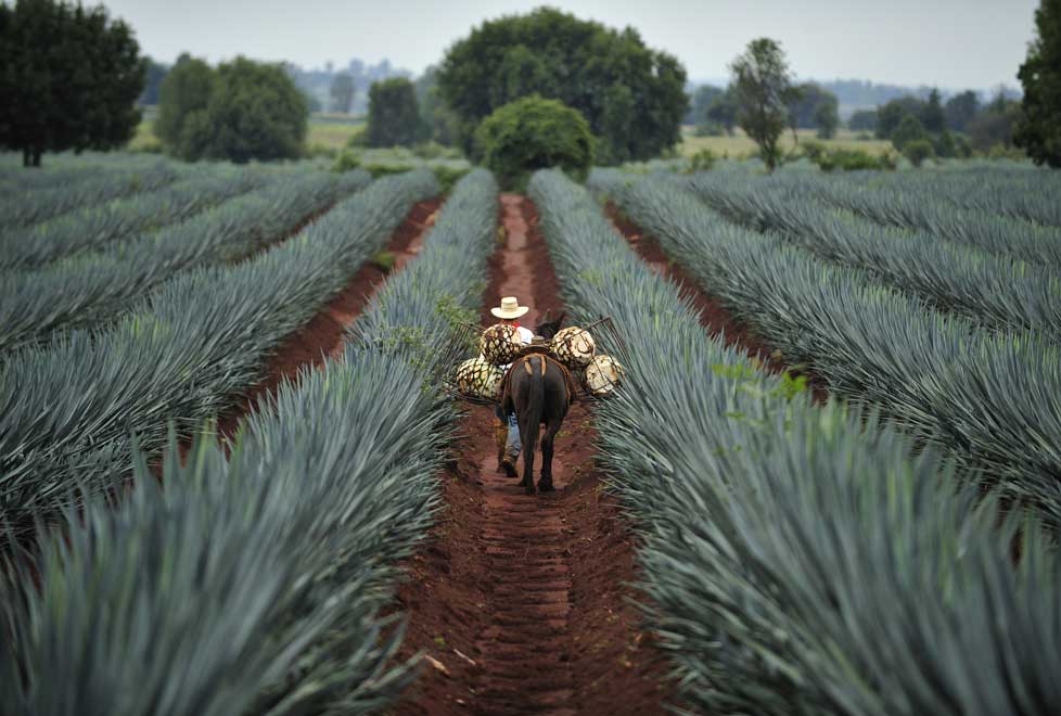 Las plantas de agave azul se cuidan hasta por nueve años antes de cocecharse.