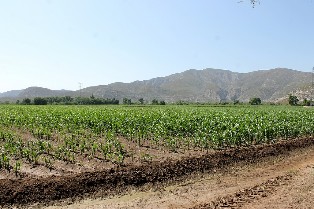 La Secretaría de Desarrollo Rural en Coahuila augura un buen año para la agricultura y la ganadería.