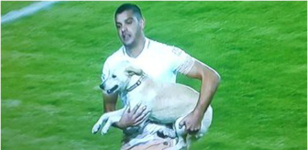 Alcoba carga al perrito que invadió el campo