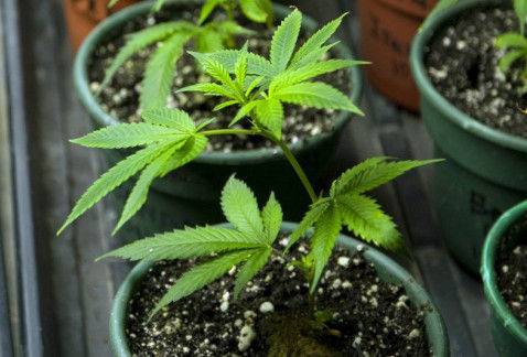 La preparatoria Luzac prepara el primer debate juvenil "A favor o en contra de la mariguana en México".