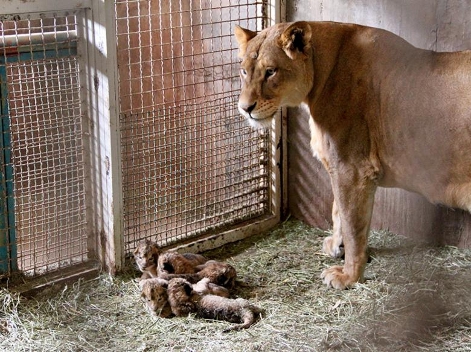 Nacen en el Zoológico de La Encantada cinco leones africanos.