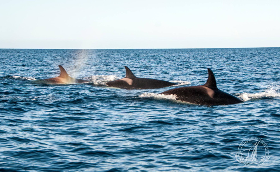 Las orcas se vieron en San Carlos, Sonora. 
