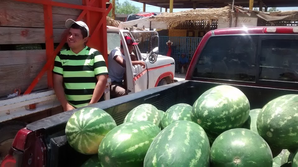La Sociedad de Productores de Hortalizas, con sede en Matamoros, cuanta con 264 productores.