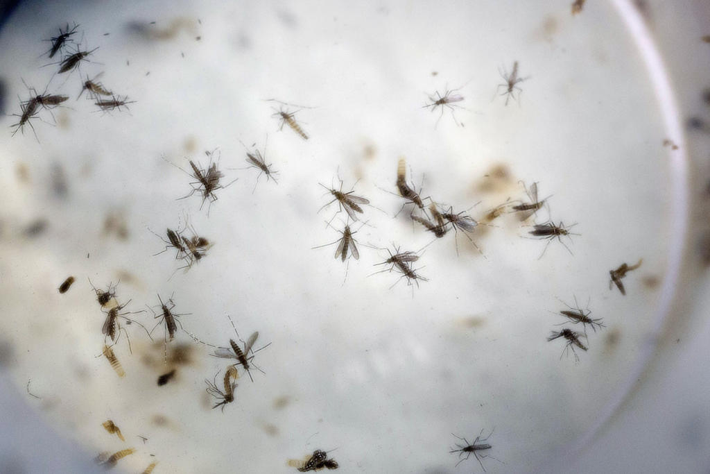 El mosquito aedes aegypti es el transmisor del virus del Zika.