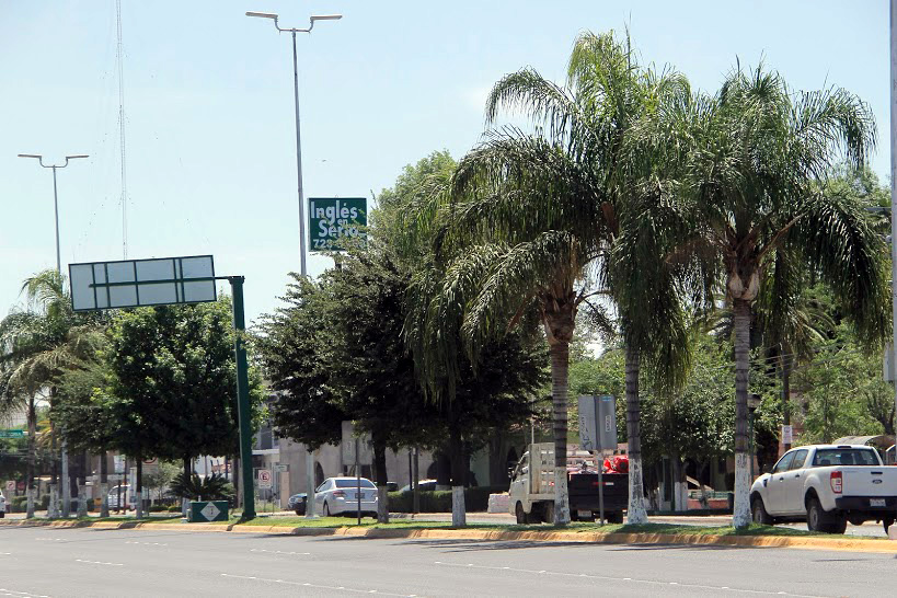 El Amarillamiento Letal, acaba con las palmas en un periodo de tres a seis meses.