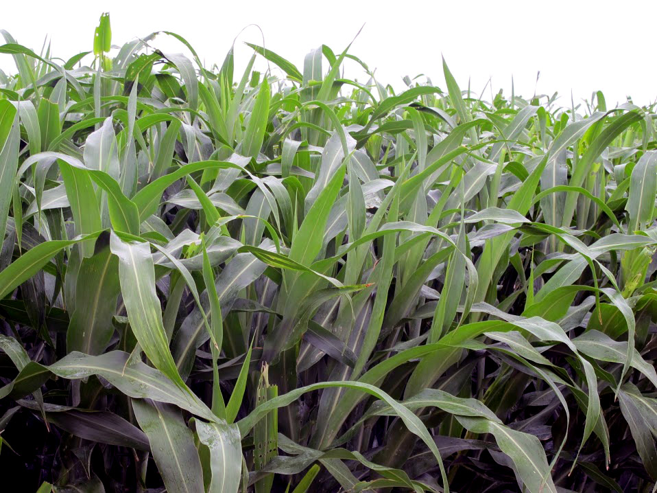 El gusano cogollero, afecta principalmente los cultivos de Maíz y Sorgo. 