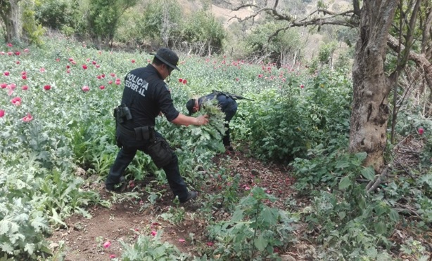 En una inspección para garantizar la seguridad, la Policía Federal localizó los plantíos. 