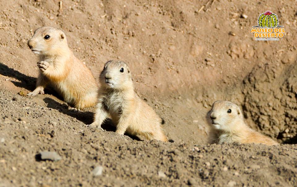 Nacen 11 perritos llaneros en el Museo del Desierto.
