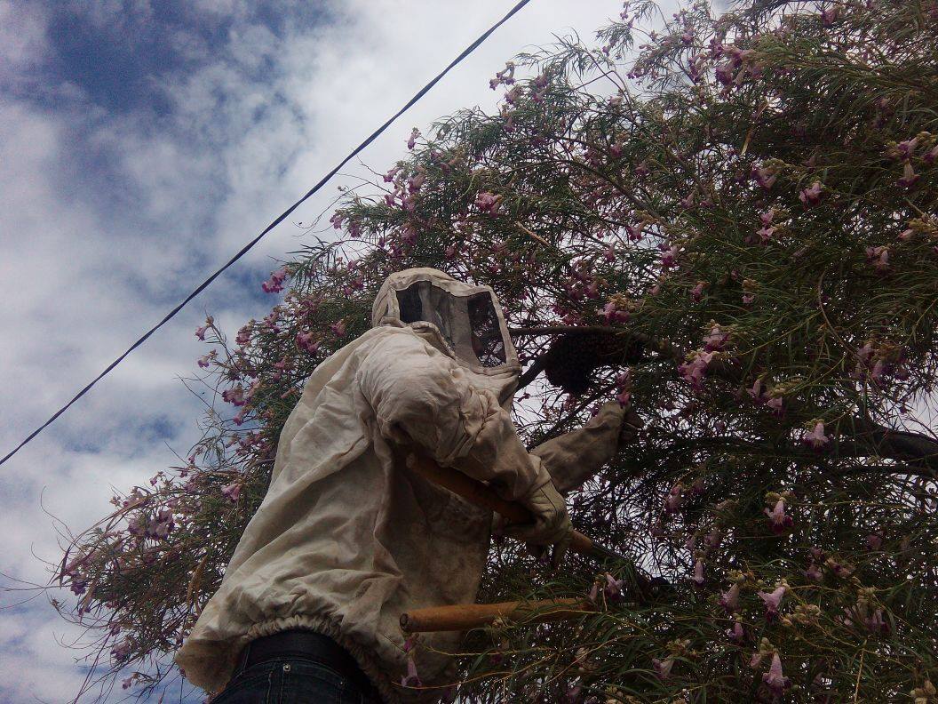 Apicultores laguneros han recuperado 600 colmenas, de las 4 mil que son necesarias.