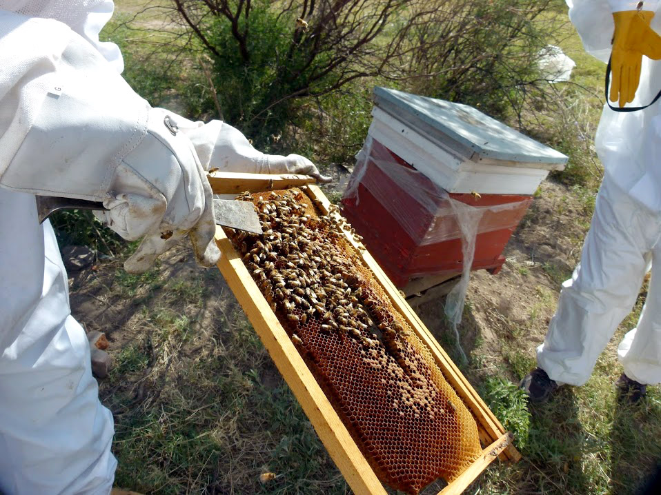 Si se produce miel, al final habrá menos reproducción de abejas.