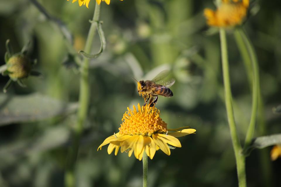 Las abejas al estar expuestas al imidacloprid, pierden el sentido de la orientación y no pueden regresar a la colmena.