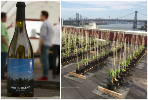 Rooftop Reds es la primera marca de vinos hechos con uvas cultivadas en azoteas verdes. 