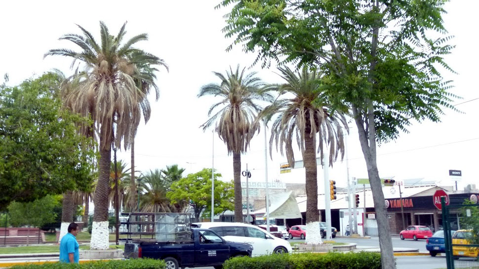 La Narro  pidió el mapa regional donde se presentan mayores incidencias de la enfermedad, para conocer la dispersión que tiene en la Comarca Lagunera.