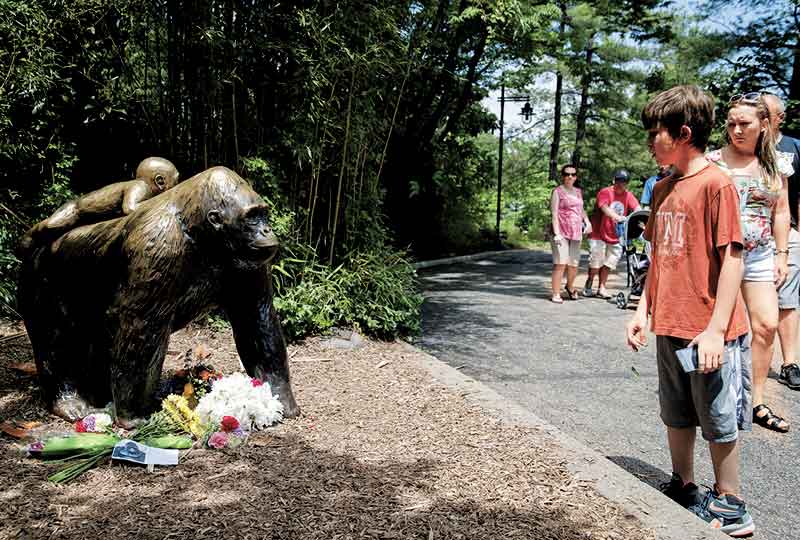 'Harambe' llegó a la instalación en 2015, procedente del Zoológico Gladys Porter, en Texas.