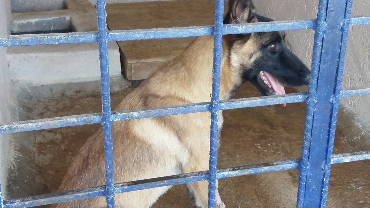 Los perros deberán estar en reposo durante tres meses.