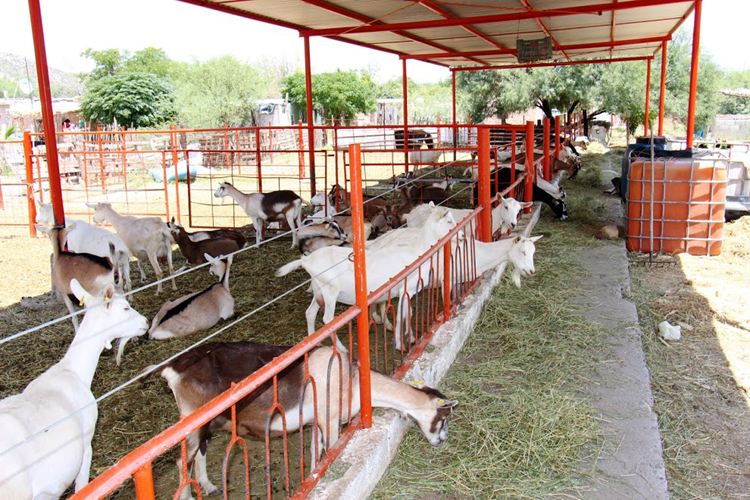 En el curso se enseñó la elaboración de productos de leche de cabra, como cajeta, quesos y dulces.
