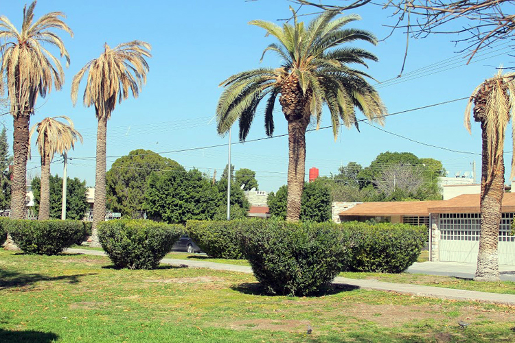 Se comenzará con la sustitución de las palmas para mejorar la imagen urbana del municipio.